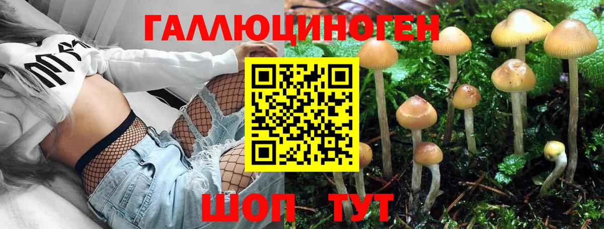 Волгодонск  где продают   Вход с VPN  Псилоцибиновые грибы Psilocybe 